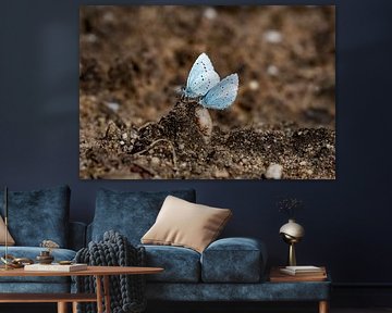Bleu
