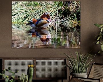 Mandarin duck in a pond in the middle of the Veluwe forest by Merijn Loch