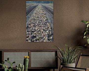 In de rij van aj zuidema