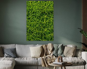 Guldenroede - Solidago - Plantenachtergrondpatroon van Mixed media vector arts