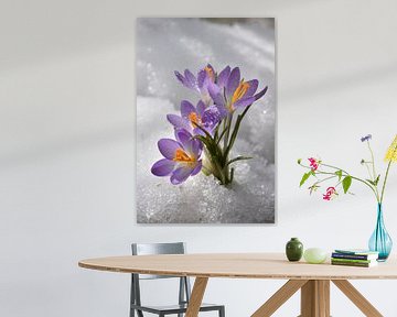 The first crocuses in the garden by Claude Laprise