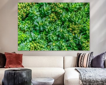 Euphorbia helioscopia - Zonnewende wolfsmelk van Mixed media vector arts