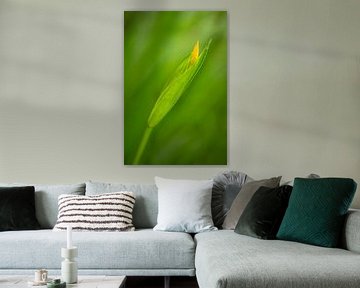 Lis jaune sur Halma Fotografie