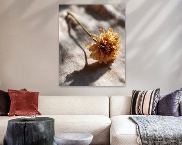 Soft shade of dried flower
