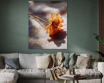 Goudlicht op droge bloem