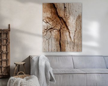 Wrinkles of weathered tree