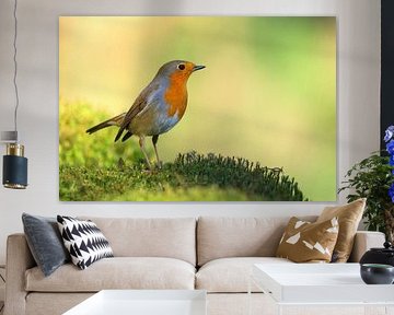 Robins von John Dekker