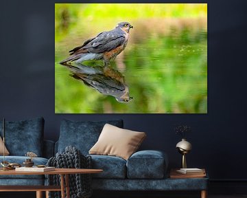 Sperwer in spiegelbeeld