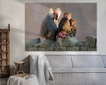 Bavianenfamilie