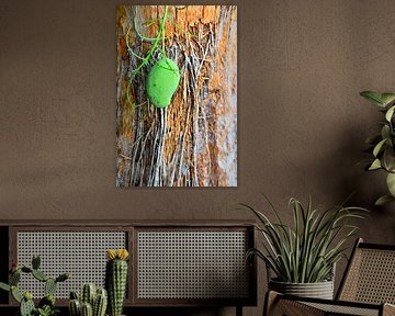 Stamm einer Palme neben einem Mangobaum