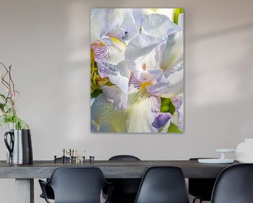 Hohe Schwertlilie - Iris - English Cottage von Mixed media vector arts