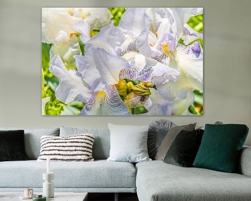 Hohe Schwertlilie - Iris - English Cottage von Mixed media vector arts