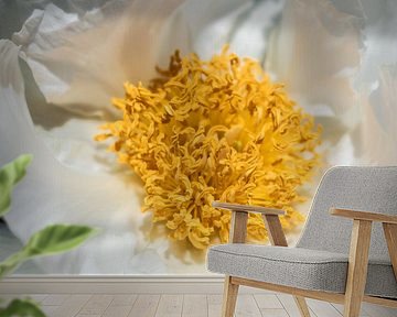 Shrub peony - Peony by Mixed media vector arts