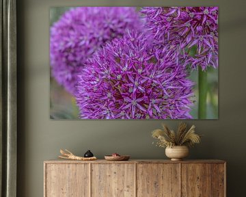 Allium pourpre sensation