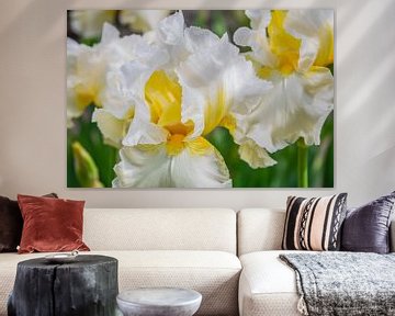Hoge baard Iris Landhuis van Mixed media vector arts