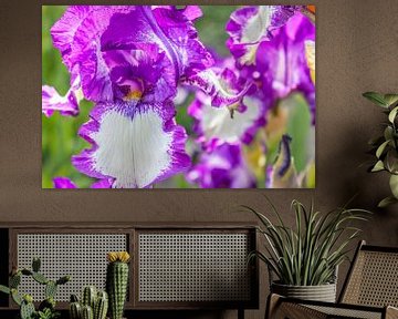 Duitse iris - Iris germanica van Mixed media vector arts