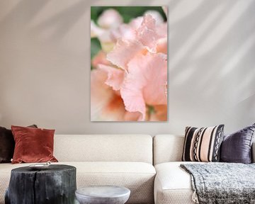 Pink Iris - Schwertlilie von Mixed media vector arts