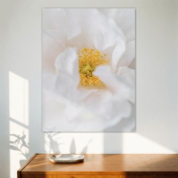 Struikroos Crystal Mella