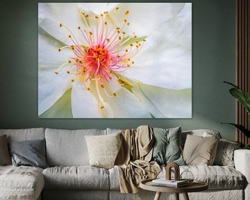 Strauch-Rose Jacqueline du Pré von Mixed media vector arts