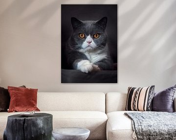 Schnurrhaare und Wunder: Das Porträt einer Katze's