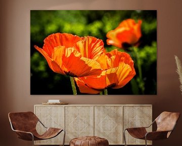 Poppy flower by Dieter Walther