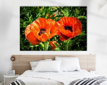Blüte Mohnblume von Dieter Walther