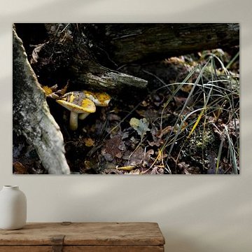 Verscholen paddenstoelen 