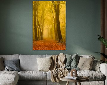 Path through a hazy beech tree forest by Sjoerd van der Wal Photography