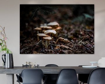 Groepje paddenstoelen von Chris Tijsmans