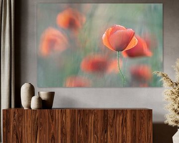 Klaprozen bokeh scherpte diepte foto