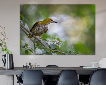 Oriole
