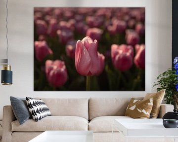 Roze tulpenveld