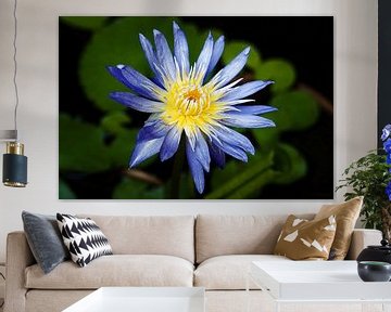 Tropical radiance: a lotus in light by Frank Photos