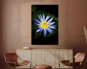 Tropical glow: a lotus in the light by Frank Photos