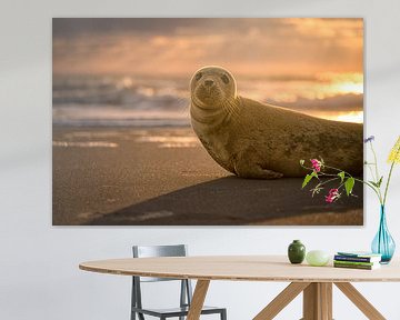 Curious seal