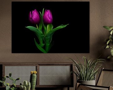 Purple Tulip by Bianca Jansen Fotografie