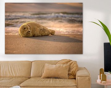 Young seal on the beach