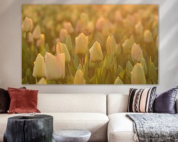 Tulpen in het laatste avondlicht van John Leeninga