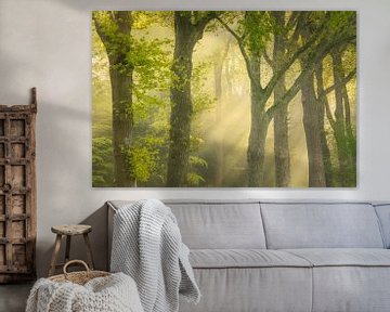 Lichtspel met prachtig licht en zonneharpen tussen de bomen in Spier van KB Design & Photography (Karen Brouwer)