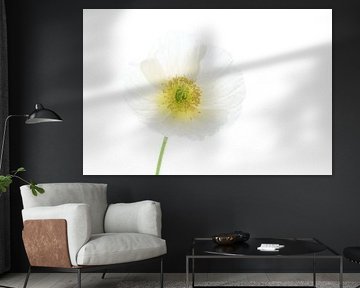 Coquelicot blanc sur fond blanc