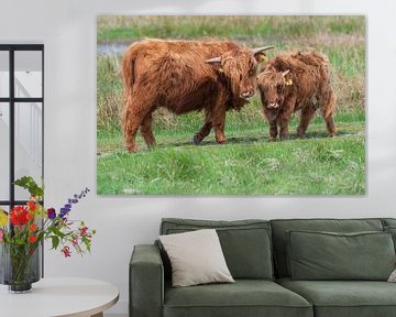 Schotse hooglanders als grote grazers in Nederland van Merijn Loch