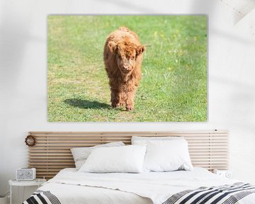 Schotse hooglanders als grote grazers in Nederland van Merijn Loch