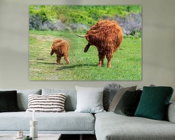 Schotse hooglanders als grote grazers in Nederland van Merijn Loch