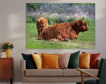 Schotse hooglanders als grote grazers in Nederland van Merijn Loch