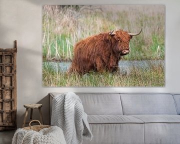 Schotse hooglanders als grote grazers in Nederland van Merijn Loch