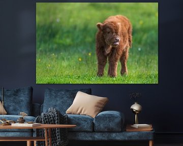 Schotse hooglanders als grote grazers in Nederland van Merijn Loch