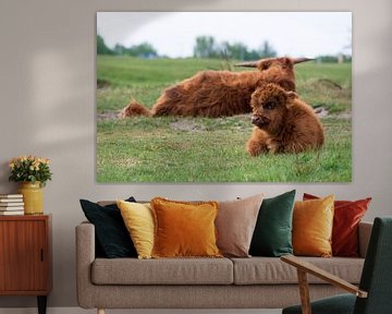 Schotse hooglanders als grote grazers in Nederland van Merijn Loch