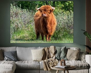 Schotse hooglanders als grote grazers in Nederland van Merijn Loch