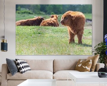 Schotse hooglanders als grote grazers in Nederland van Merijn Loch