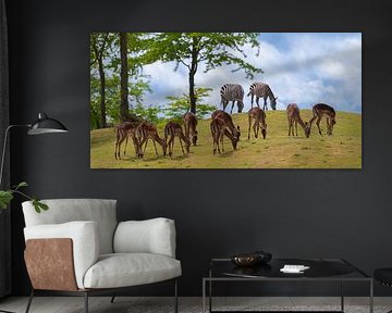 dutch savannah